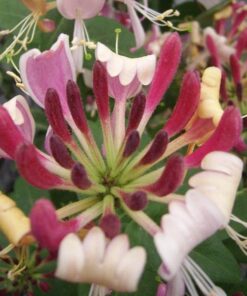 Wiciokrzew pomorski Serotina PACHNĄCY poj, 2L