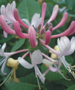 Alternative view of Wiciokrzew pomorski Serotina PACHNĄCY P9/C1