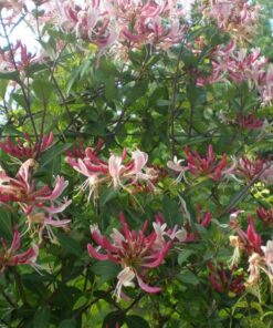 Wiciokrzew pomorski Serotina PACHNĄCY poj, 4L