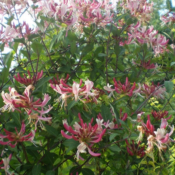 Wiciokrzew pomorski Serotina PACHNĄCY P9/C1 - obrazek 4