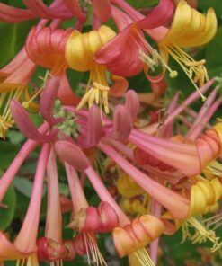 Wiciokrzew Tellmana PACHNĄCY poj, 4L