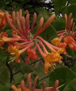 Alternative view of Wiciokrzew Tellmana PACHNĄCY P9/C1