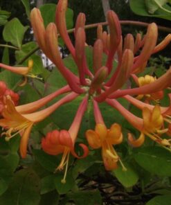 Wiciokrzew Tellmana PACHNĄCY P9/C1