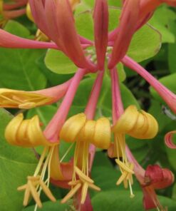 Wiciokrzew Tellmana PACHNĄCY poj, 2L