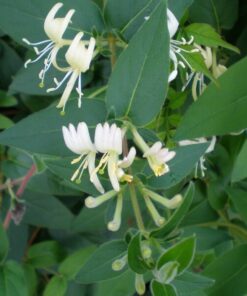 Wiciokrzew zaostrzony ZIMOZIELONY poj, 2L