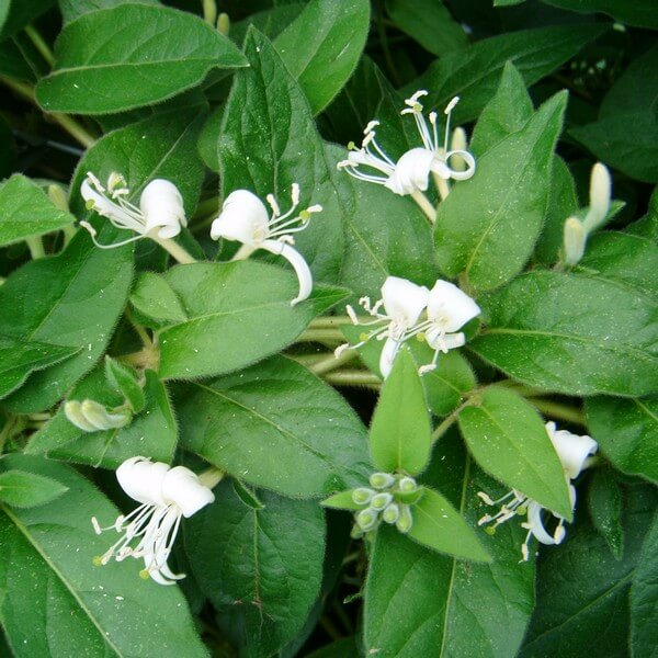 Wiciokrzew zaostrzony ZIMOZIELONY poj, 2L - obrazek 3