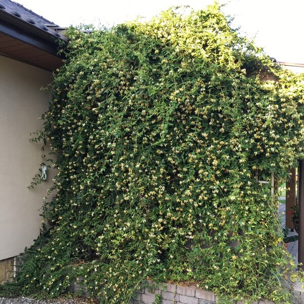 Wiciokrzew zaostrzony ZIMOZIELONY poj, 2L - obrazek 2