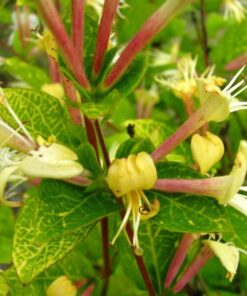 Wiciokrzew japoński Aureoreticulata PÓŁZIMOZIELONY poj, 2L