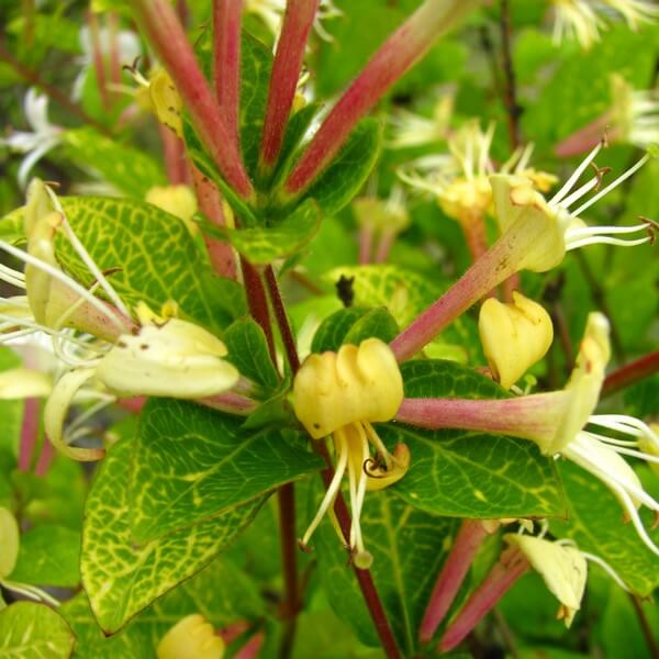 Wiciokrzew japoński Aureoreticulata PÓŁZIMOZIELONY poj, 2L