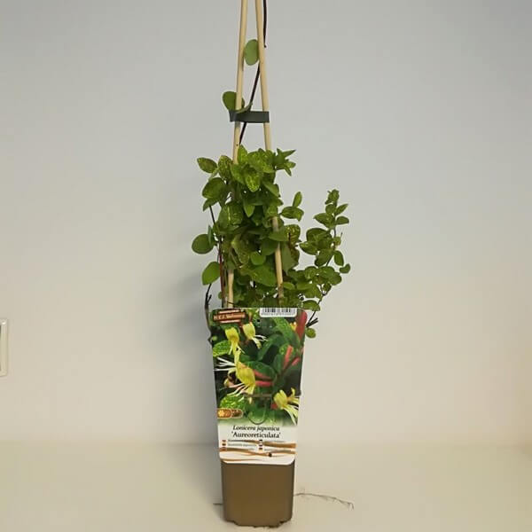 Wiciokrzew japoński Aureoreticulata PÓŁZIMOZIELONY poj, 2L - obrazek 5