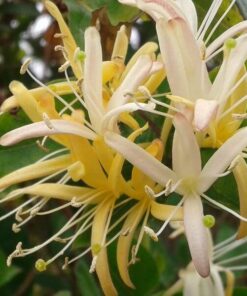 Wiciokrzew japoński Halliana PÓŁZIMOZIELONY pachnący poj, 2L