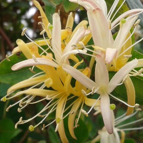 Wiciokrzew japoński Halliana PÓŁZIMOZIELONY pachnący poj, 2L