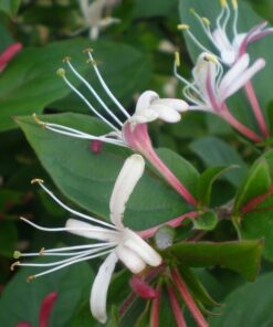 Wiciokrzew japoński Purpurea pachnący P9/C1