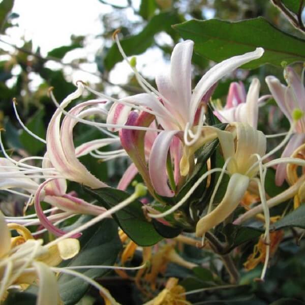 Wiciokrzew japoński Purpurea pachnący P9/C1 - obrazek 3