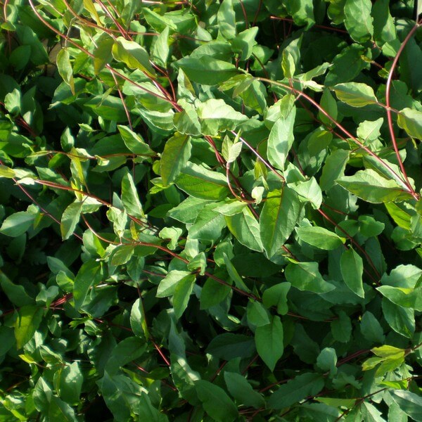 Wiciokrzew japoński Purpurea pachnący P9/C1 - obrazek 2