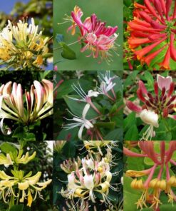 Zestaw 5 szt, Mix Wiciokrzewów oznakowanych P9/C1