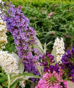 Alternative view of Zestaw 3 szt, MIX nieoznakowanych Budlei 2L