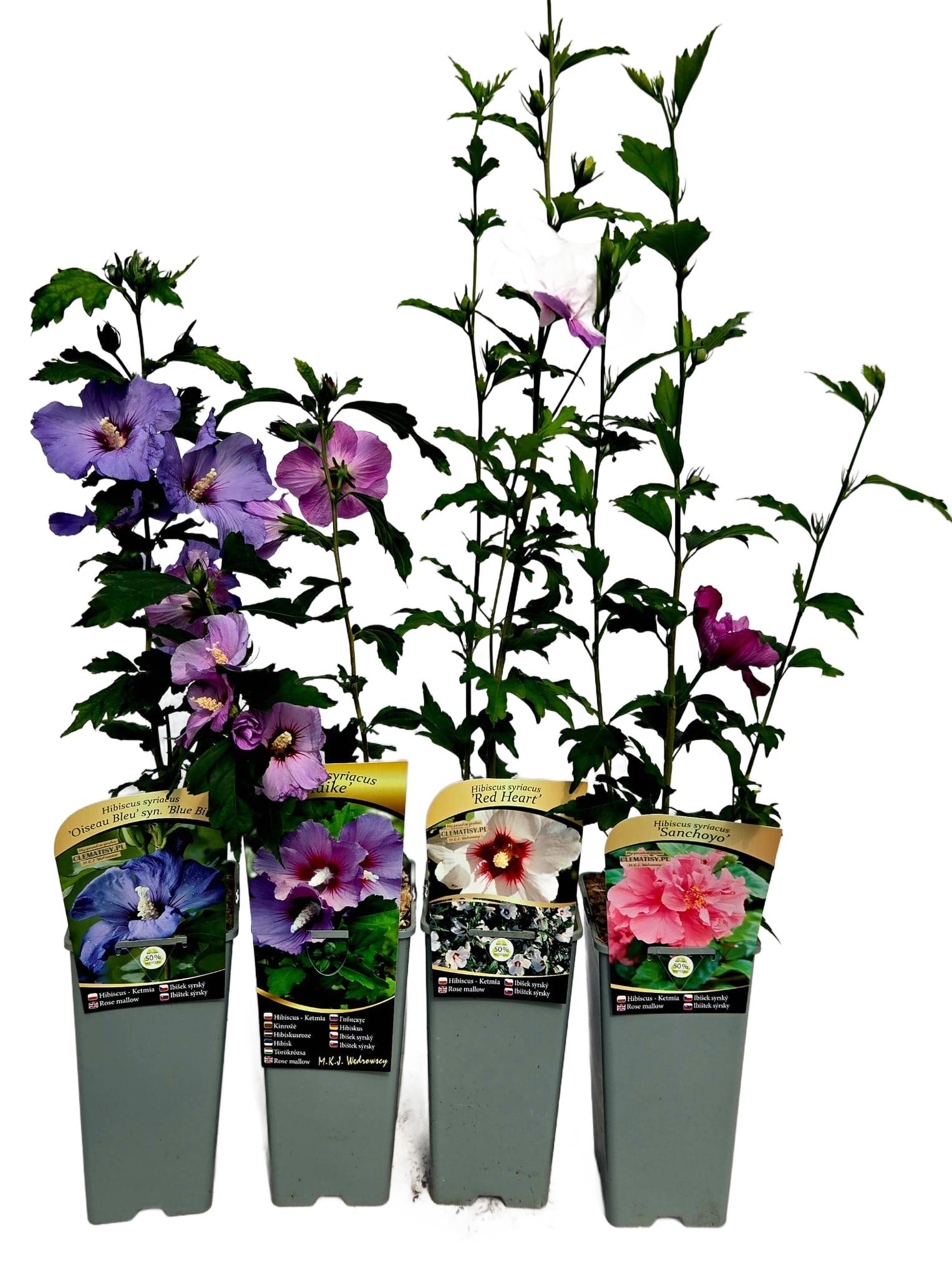 Ketmia syryjska (Hibiskus) Ardens poj, 2L - obrazek 6