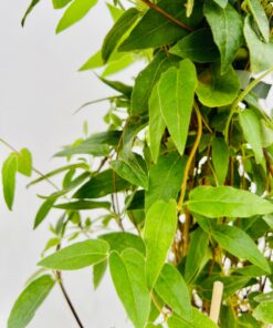 Alternative view of Wiciokrzew zaostrzony ZIMOZIELONY poj. 4L