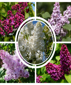 Zestaw 4 szt. - Lilaki w poj. P9/C1