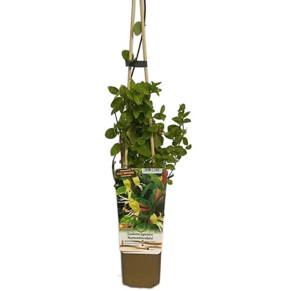 Wiciokrzew japoński Aureoreticulata PÓŁZIMOZIELONY poj, 2L - obrazek 6