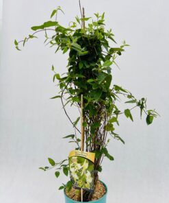 Wiciokrzew zaostrzony ZIMOZIELONY poj. 4L