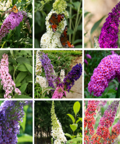 Zestaw 4 szt. - Budlei w poj. P9/C1