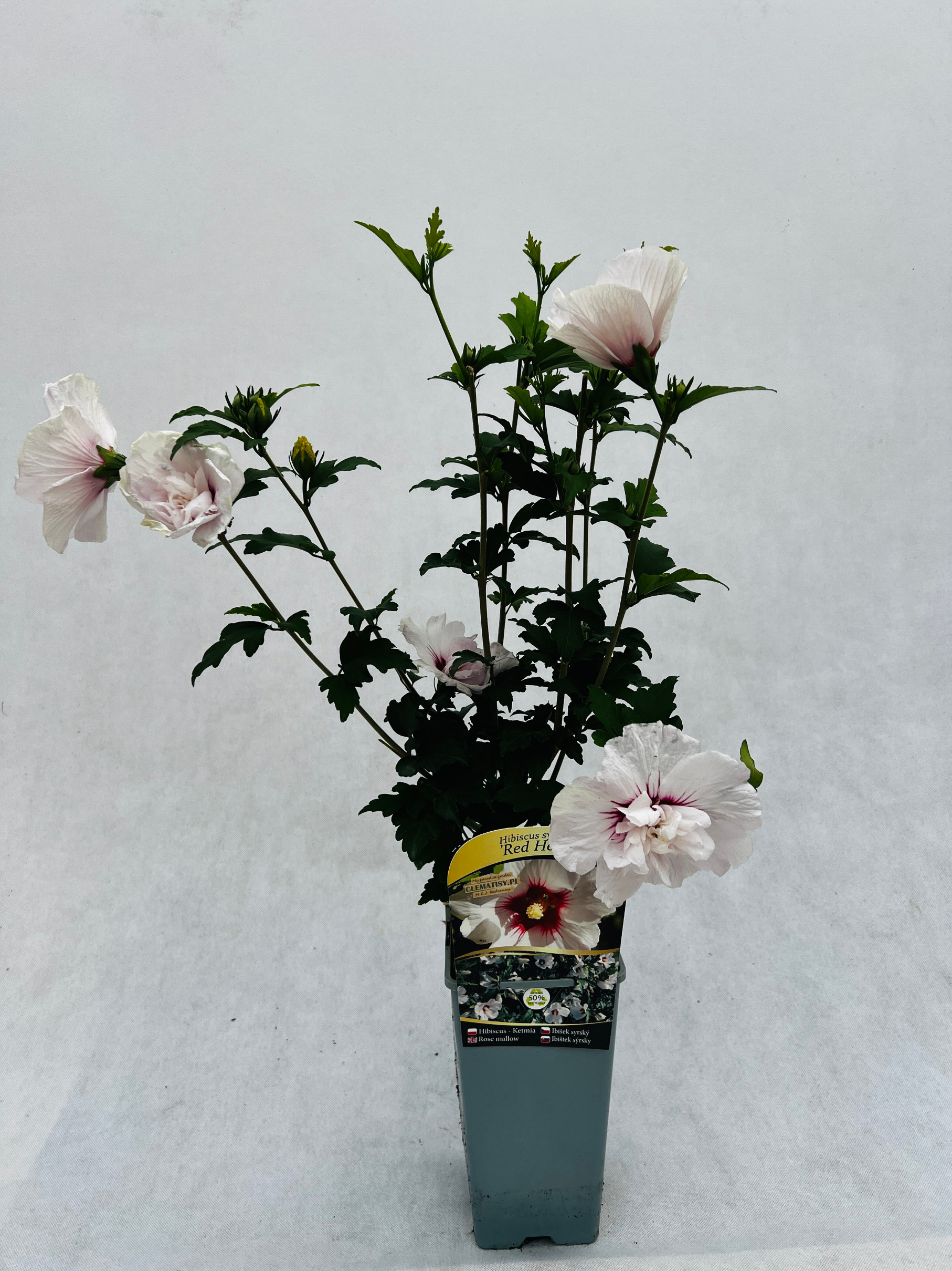 Ketmia syryjska (Hibiskus) 'Red Heart' poj, 2l - obrazek 4