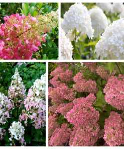 Zestaw 3 szt. - Hortensje bukietowe w poj. 2L