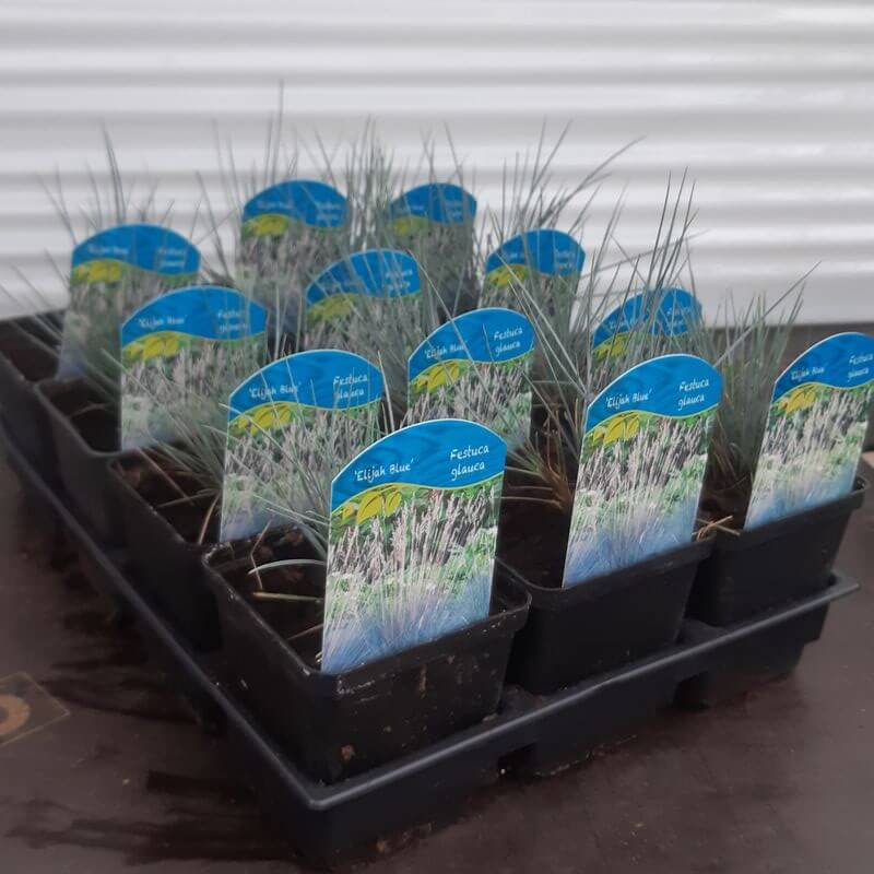 Kostrzewa Sina 'Elijah Blue' P9/C1 - obrazek 4