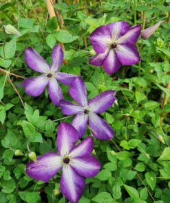 Alternative view of Clematis Venosa Violacea poj, 4 L
