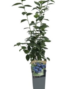 Alternative view of Borówka Amerykańska Bluejay poj. 2L