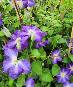 Alternative view of Clematis Stefan Franczak poj, 4 L