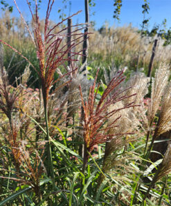 9abe5a1fe5f088b331ff1d9f34cddb06