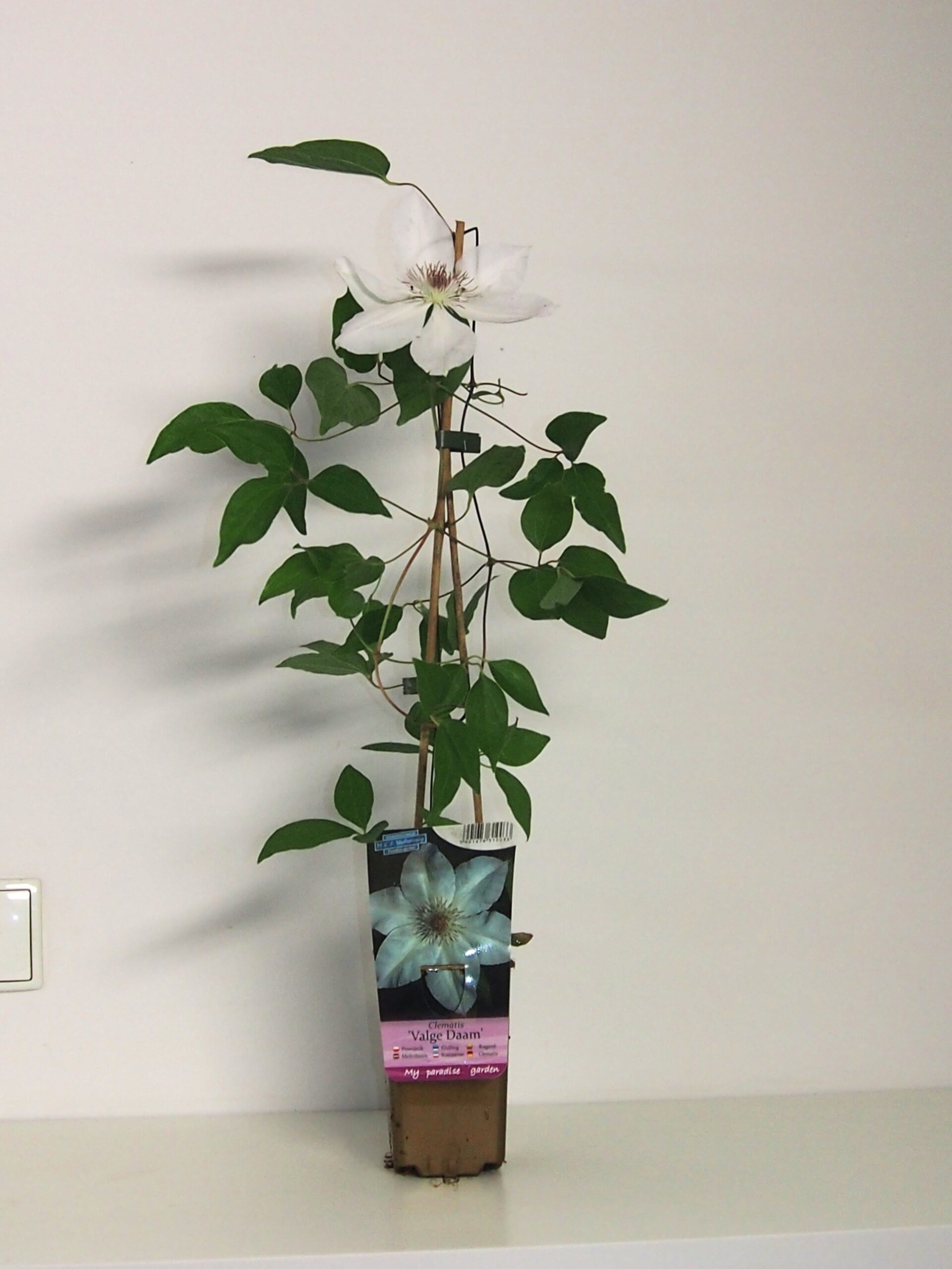 fd9af6cd04285db3f40c986bd0822f41