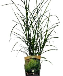 359c39437a02e98b2670b6cfdf40bf94