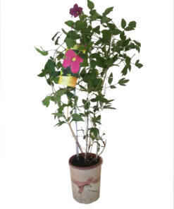 7a1da0b13a2651d5f6184c766c9f1799