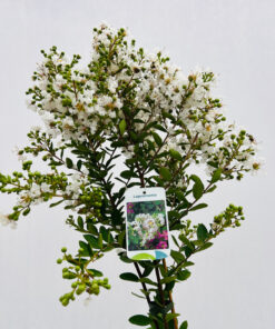 36d253e6b47946e5b52afc283759a99c