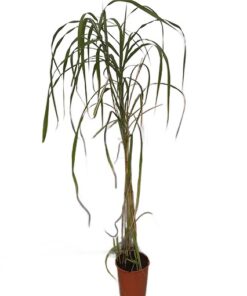 c73dde049be64e5cd041465a937a2f49