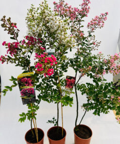 dbb4b3c755f8ba3e1e36691f3278f13b