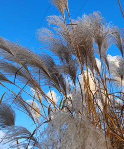 efe87e4cdfde68c6a55a83272f75cead