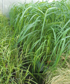 858271f196e6ded3d0669eebaf1e2120