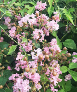 7926477cea41610129f528ed7e062f26