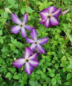 Alternative view of Clematis Venosa Violacea poj, 2 L