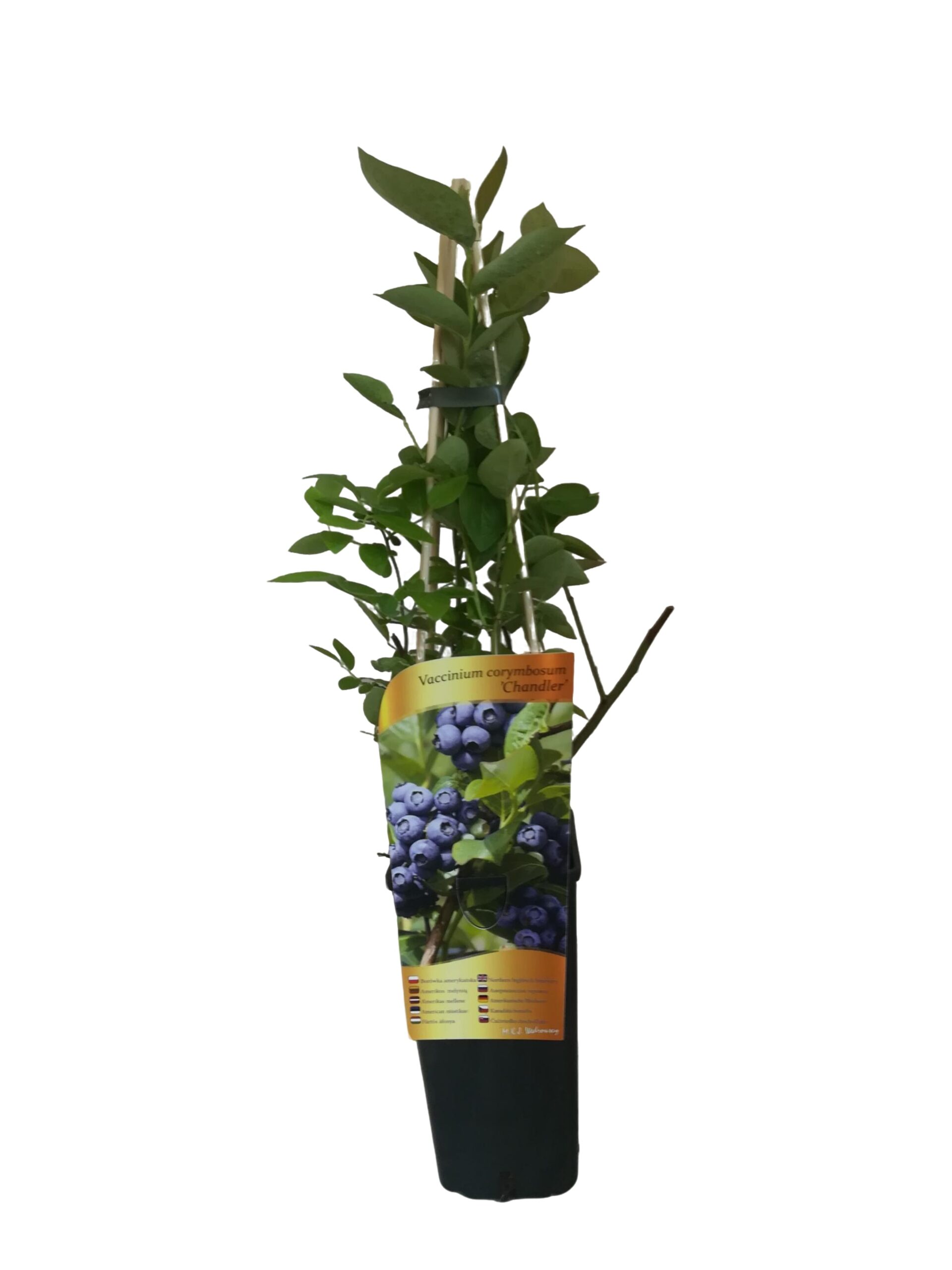 Borówka Amerykańska Chandler poj,2l - obrazek 4