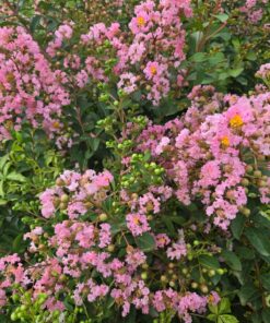 2167982a54c539db5d3be08a99a625b9