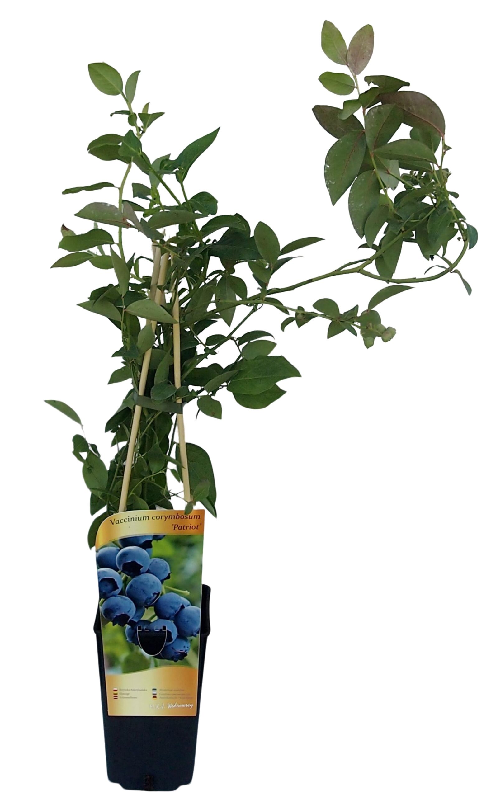 Borówka Amerykańska Patriot w poj, 2L - obrazek 4