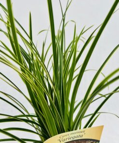 9ddb7d56ca7539dda64b97276fb950f2