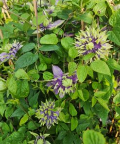 acb6f98ef73fd6ab8ec0f414ddc36ce4