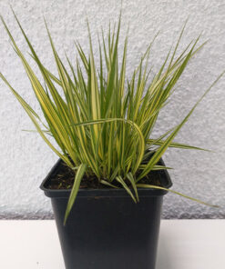 Trzęślica modra variegata P9/C1